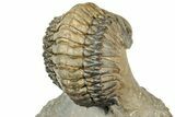 Curled Crotalocephalina Trilobite - Atchana, Morocco #327545-5